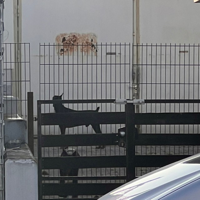 Single cover Dilemma / Estrel by Gianni Suave & OG Keemo: a black dog behind a gate and a fence