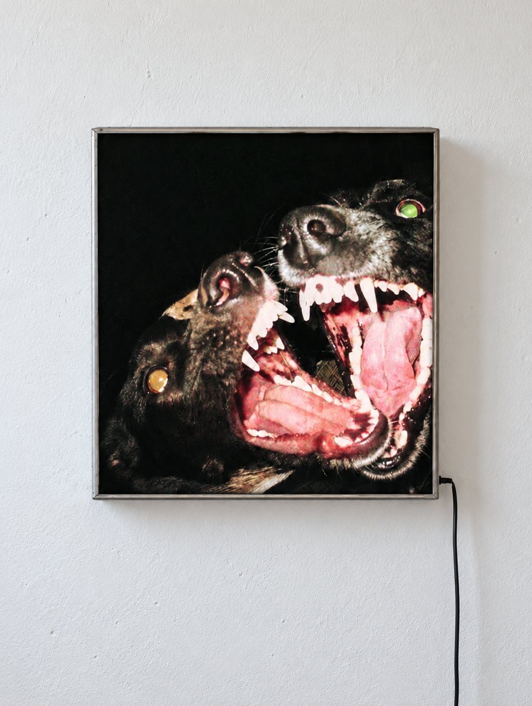 Zarte Gewalt: illuminated object with two aggressive dogs, Kai Schmidt